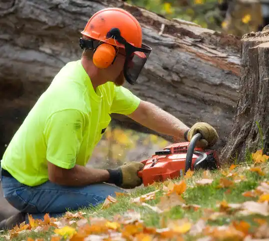 tree services Kenwood